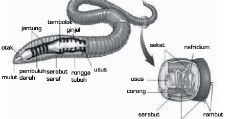  Penjelasan  Lengkap Sistem Ekskresi pada Hewan  Invertebrata  