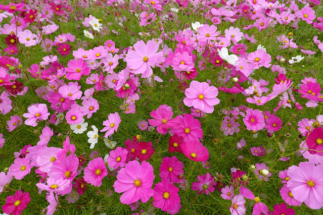 鳥取県西伯郡南部町鶴田　とっとり花回廊　秘密の花園