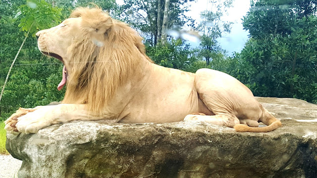 Singa Jantan - Raja Rimba yang tingga di Bukit Gambang Safari Park