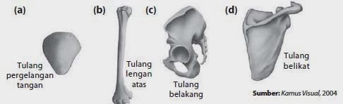 Jenis Jenis Tulang  pada Manusia Biologi Indonesia