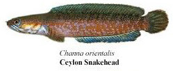 ceylon snakehead