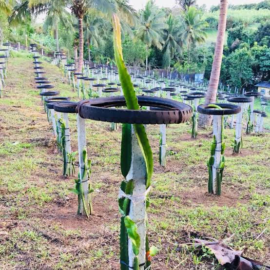 Tiang beton buah naga