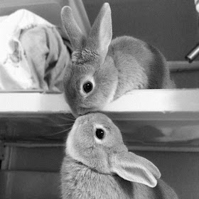 bunnies kissing, cute bunny picture, cute bunny