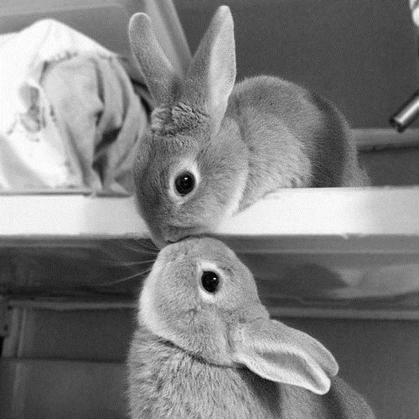 bunnies kissing, cute bunny picture, cute bunny