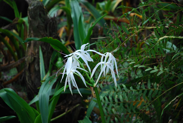 Audubon Corkscrew Swamp Sanctuary