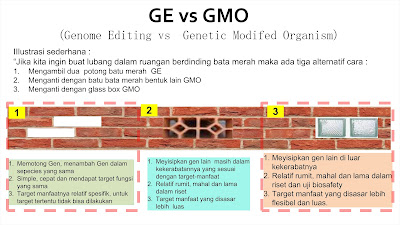 teknologi GMO untuk meningkatkan produksi pangan