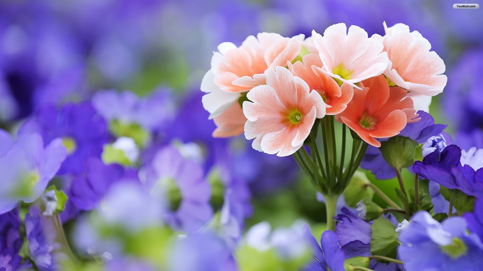 flowers for flower lovers.: Desktop Beautiful Flowers HD ...