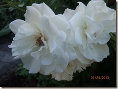 P7241908