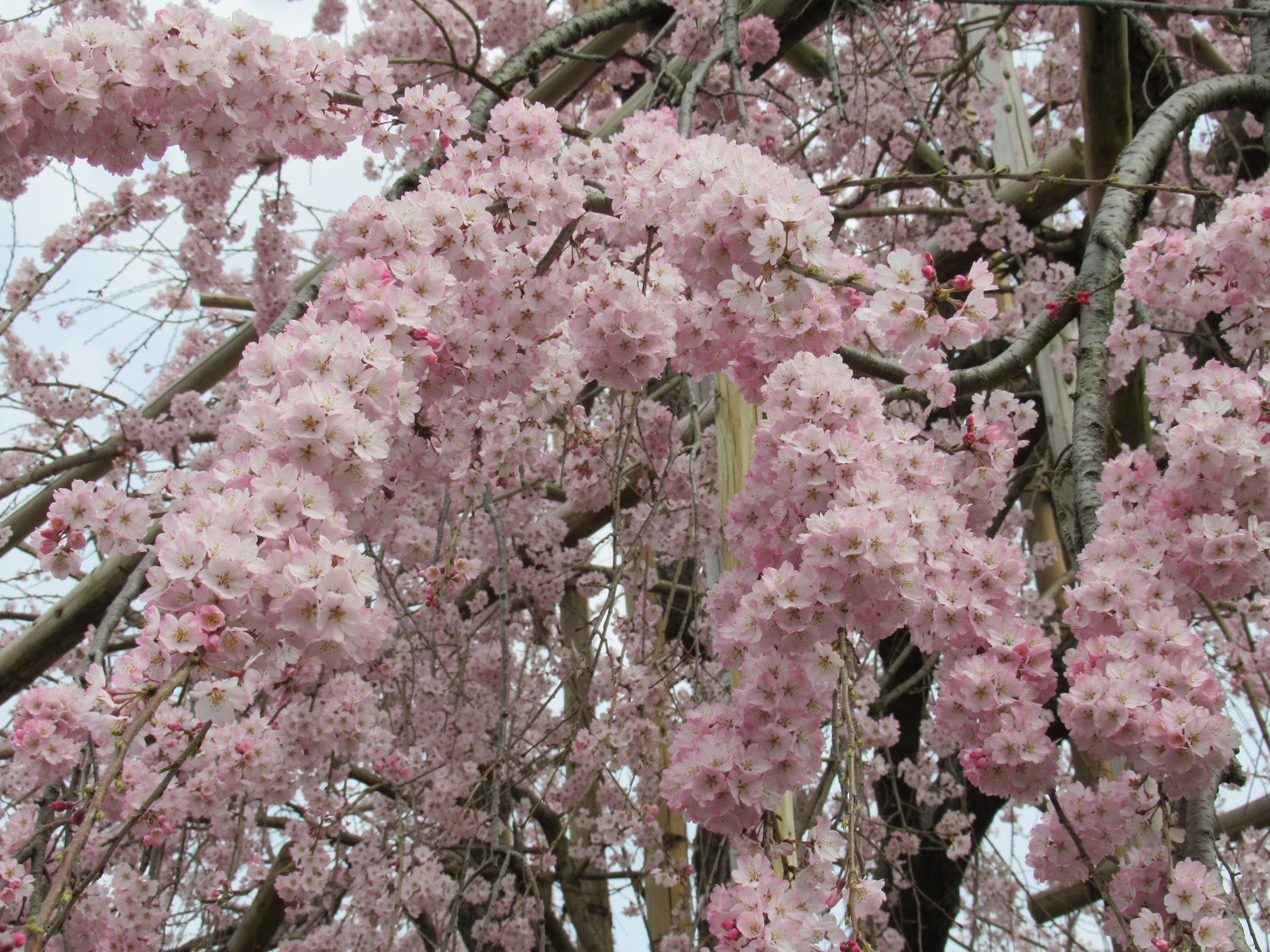 一覧随時更新中 新型コロナウイルスのお花見への影響まとめ 関西の植物園