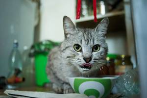 Kucing Makan Ubi Ungu Di Mangkok