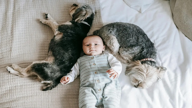 Dogs on the bed with a child