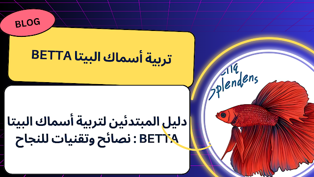 دليل المبتدئين لتربية أسماك البيتا Betta : نصائح وتقنيات للنجاح