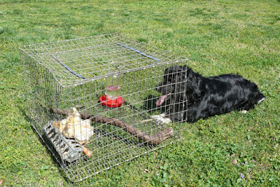 Mr Speckles "guarding" the baby chicks of Wallace and Nancy Braud