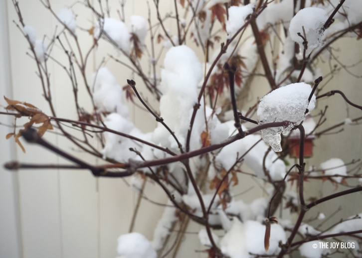 Winter Has Arrived in the Patio Garden // WWW.THEJOYBLOG.NET