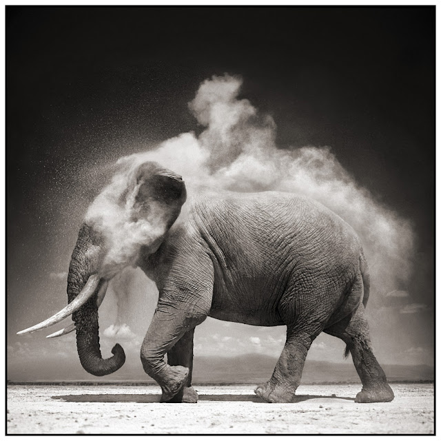 Nick Brandt Creative Nature Photography Animals Wildlife