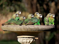 Large Parrot Bird Bath