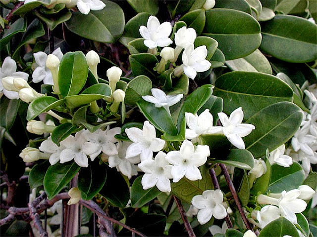 Madagascar jasmine n bloom 