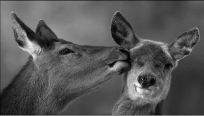 love couple deer