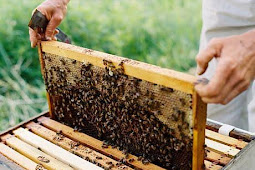 Panduan Cara Ternak Lebah Madu