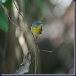 parula150