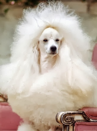 Curly hairs white Poodle dog