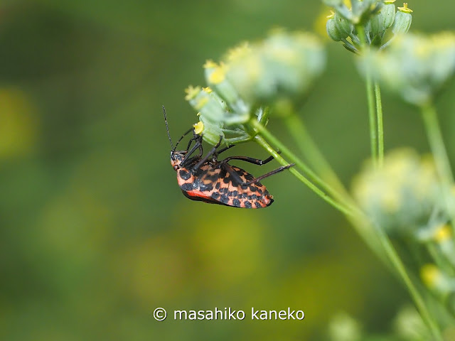 アカスジカメムシ