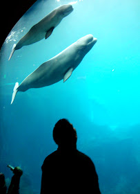 Silhouette, Georgia Aquarium