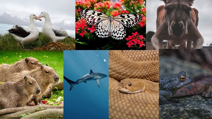 7 Facts About 7 Of The Largest Animals Of Their Kind On Earth That Will Make You Think Twice.