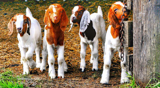 Goat Animals images wallpaper wathsapp status instagram facebook download freeGoat baby,goat images video,goat images for drawing,parpasari goat images,yard goat