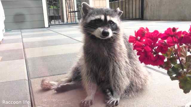Don't Get a Pet Raccoon if You Want To Be Miserable
