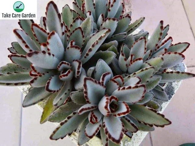 Como cuidar de Orelha-de-gato Kalanchoe tomentosa