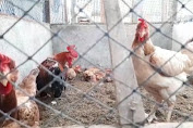 Kenaikan Harga Pakan, Budidaya Ayam Kampong Mardi di Medan Produksi Telornya Menurun