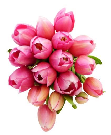 pink fresh rose wedding flowers Wedding flowers with pink tulips are 