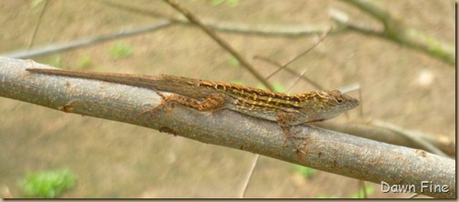 lizard at audubon_001