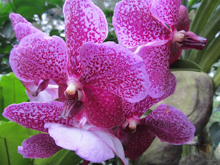 Orchids, National Orchid Garden, Singapore