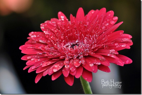 cr-Gerb-Daisy-Red