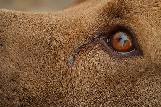 Chó có thể khóc? Nước mắt của chó có nghĩa là gì?