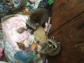 Saving some raccoons from a dump, saving raccoons