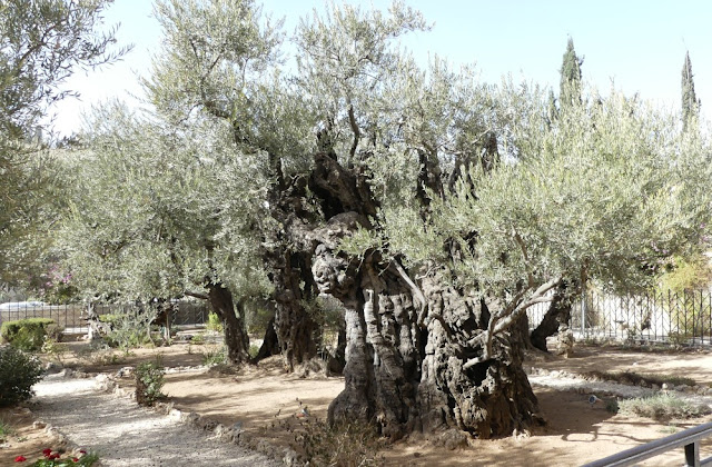 Alter Olivenbaum am Fuße des Ölbergs in Jerusalem