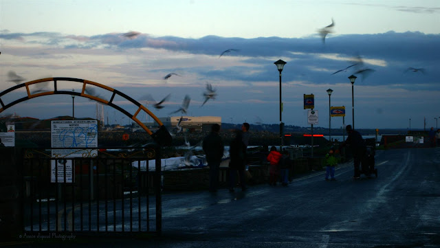 Birds paradise at  Claddagh Quay 