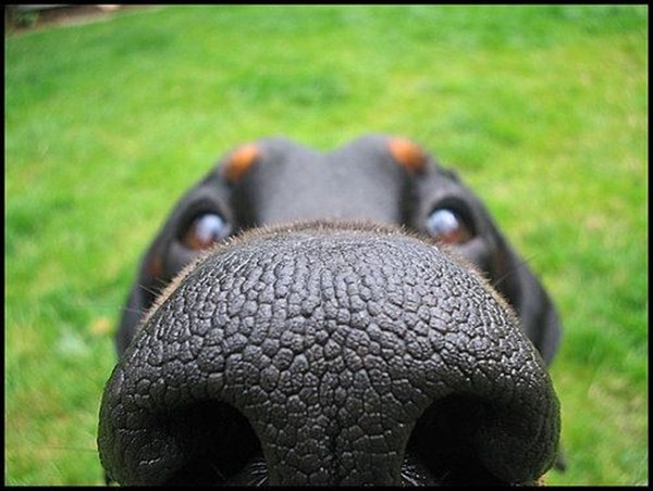 dog nose, funny animal pictures, animal pics