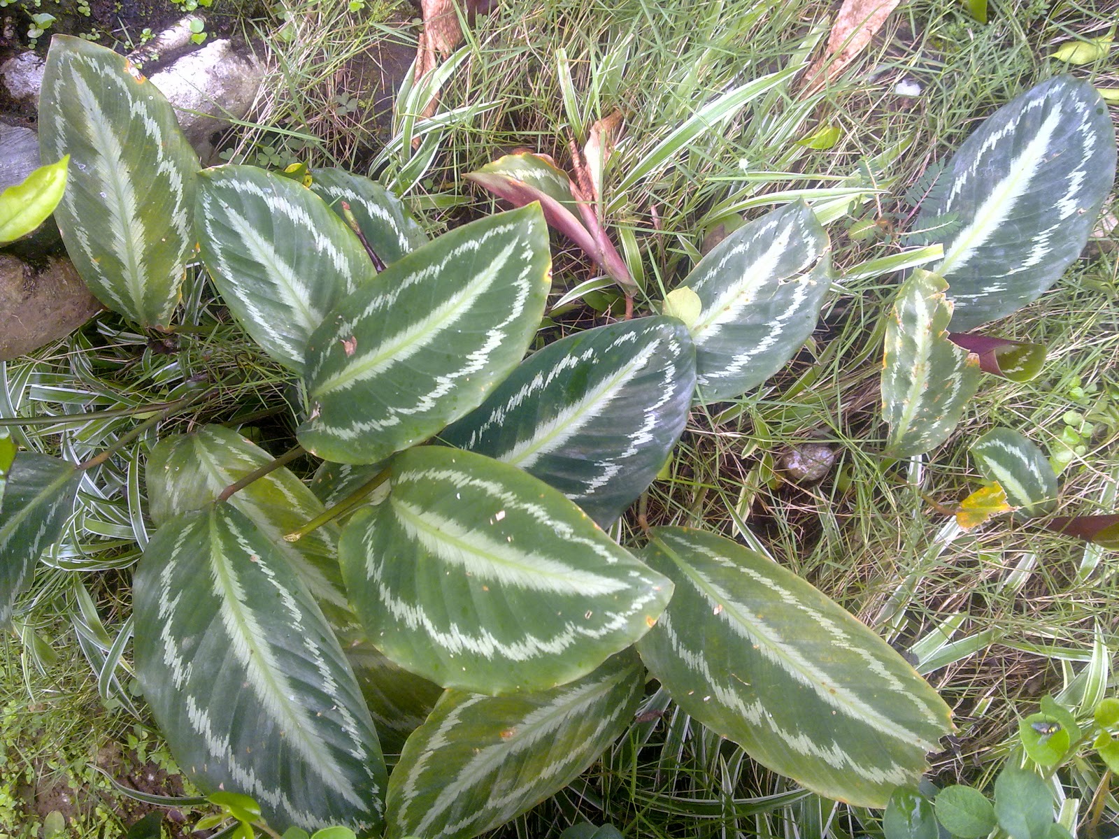 Indonesia Tourism Menanam Kalatea Calathea lindeniana Indonesia Tourism Menanam Kalatea Calathea lindeniana