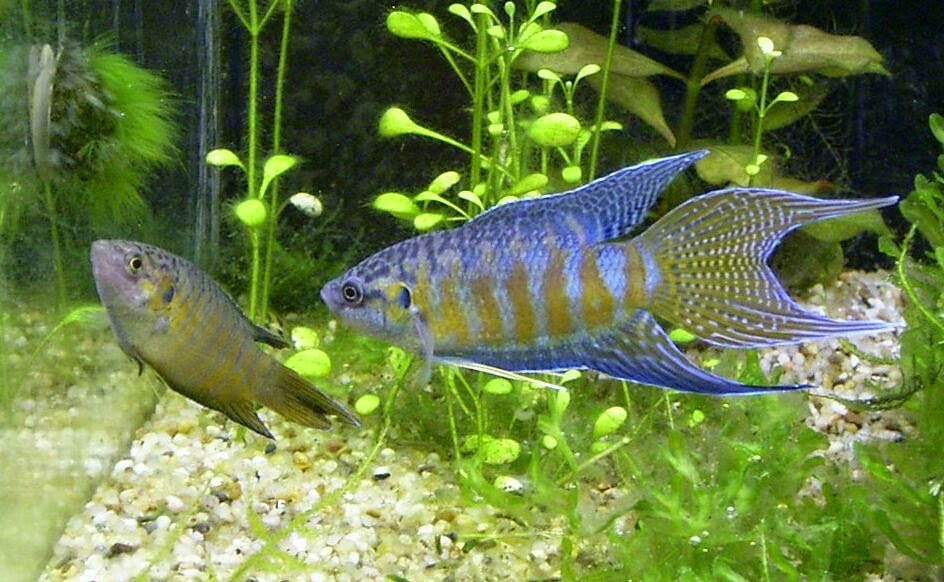 http://www.abc.net.au/news/2015-02-13/virus-testing-for-ornamental-fish-delayed-after-backlash/6090946