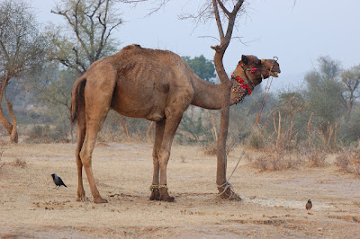 Image Camel Biggest Animal