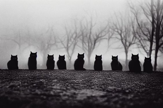 A digitally altered black and white photo of 9 identical black cats in a row on a street, looking like they are coming towards you. Created by Mezzoviaggo