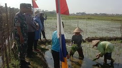 Dukung Ketahanan Pangan di Wilayah, Babinsa Laksanakan Pendampingan Penanaman Padi