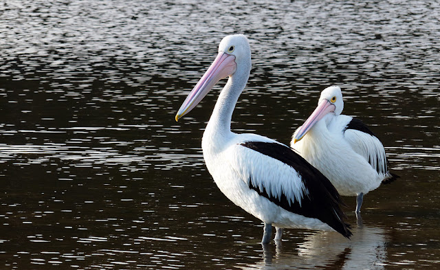 Beyond the Beak: 5 Fascinating Facts About Australian Pelicans