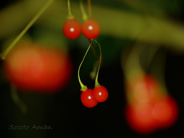 Tubocapsicum anomalum