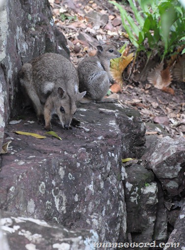 Wallaby closeup darwin