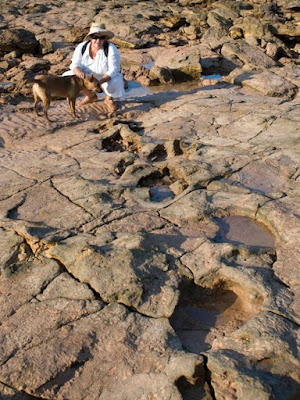 Jejak Kaki Dinosaurus Terbesar ditemukan di Australia